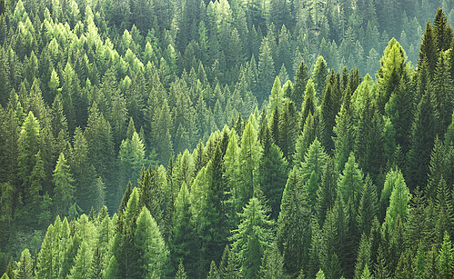 Nachhaltigkeit bei Karl Knauer