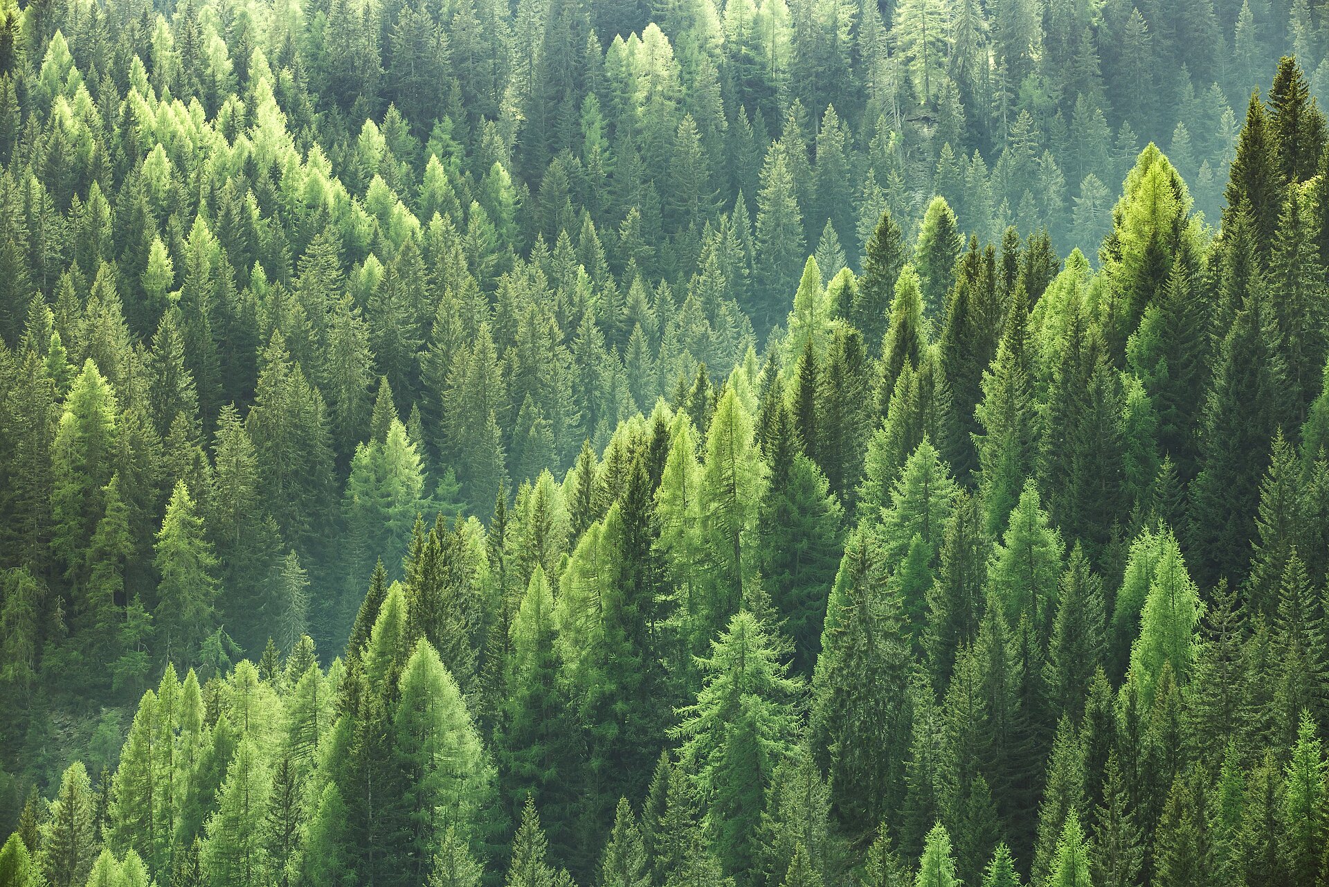Tannenwald_KarlKnauer.jpg Tannenwald
